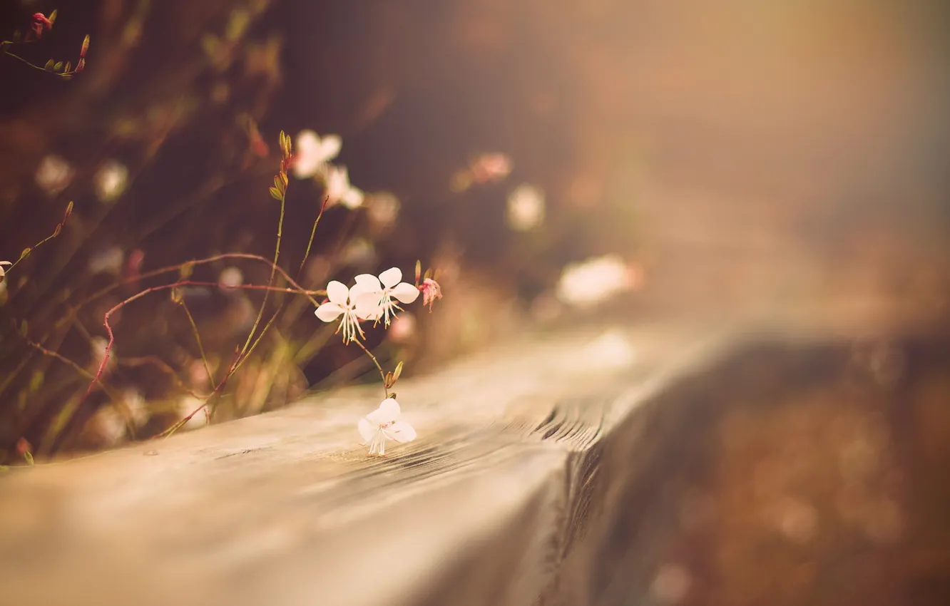 Photo wallpaper flowers, nature, background