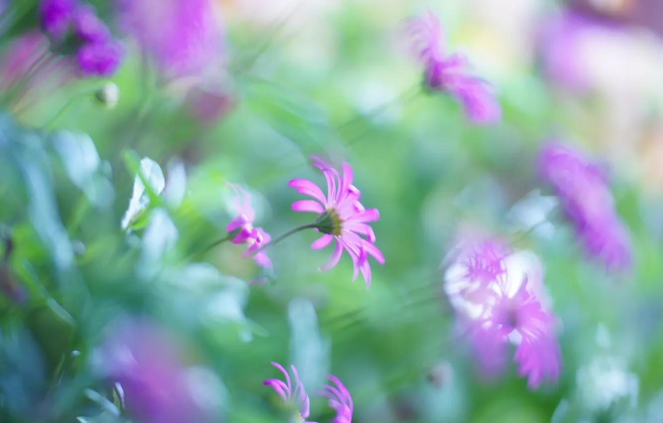 Photo wallpaper leaves, flowers, blur, pink
