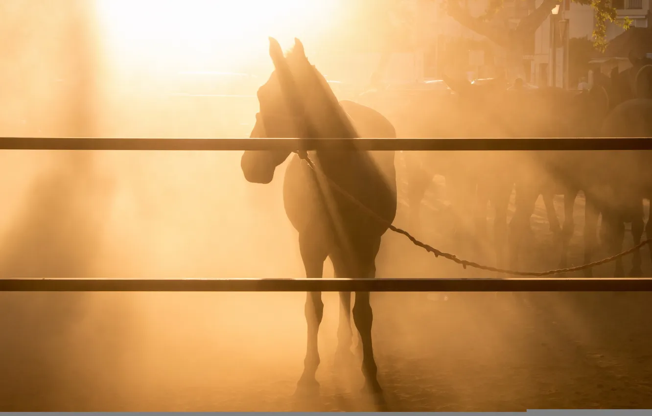 Photo wallpaper light, background, horse