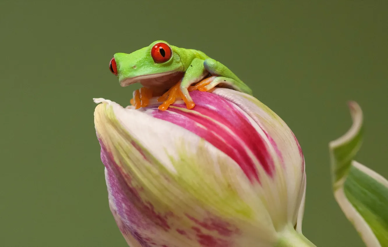 Photo wallpaper flowers, nature, frog