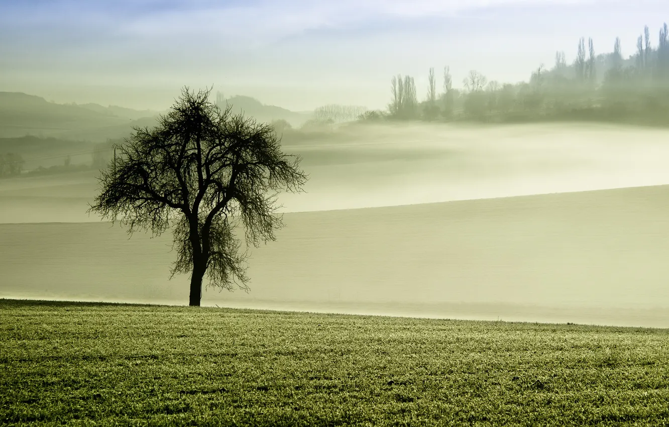 Photo wallpaper field, trees, fog