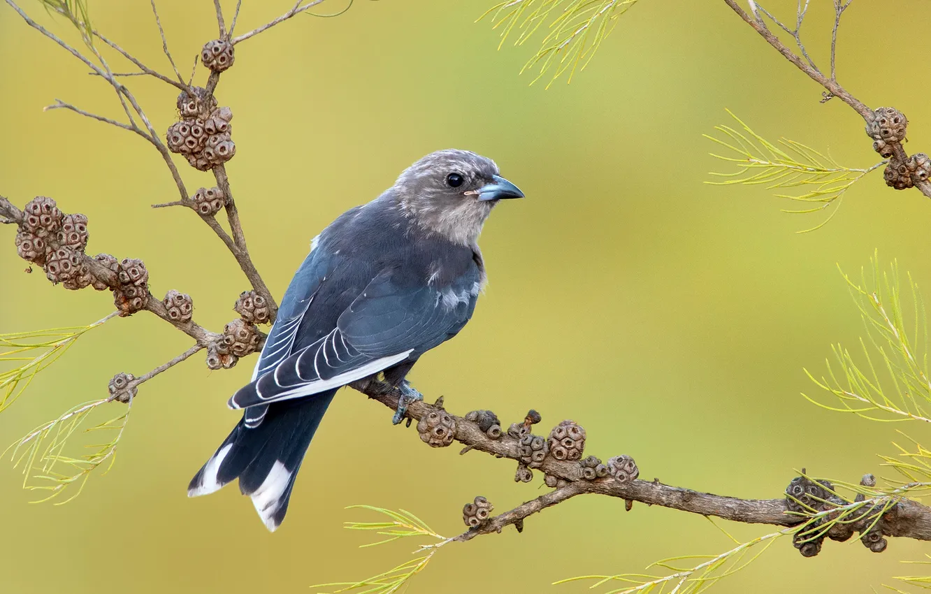 Photo wallpaper nature, bird, branch, twilight artam