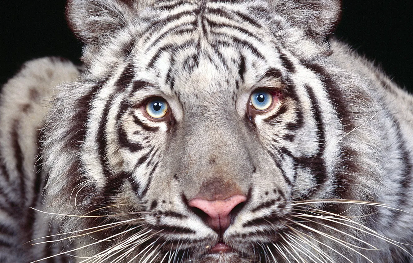 Photo wallpaper eyes, look, predator, white tiger