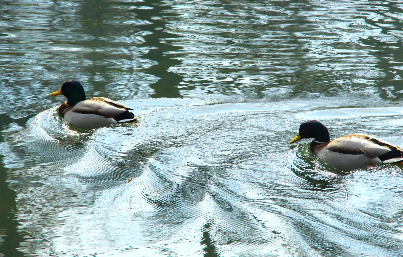 Photo wallpaper water, pond, ducks