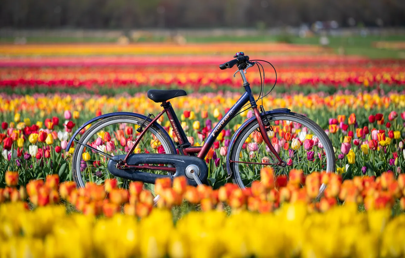 Photo wallpaper field, flowers, bike, tulips, New Jersey, New Jersey, Holland Ridge Farms