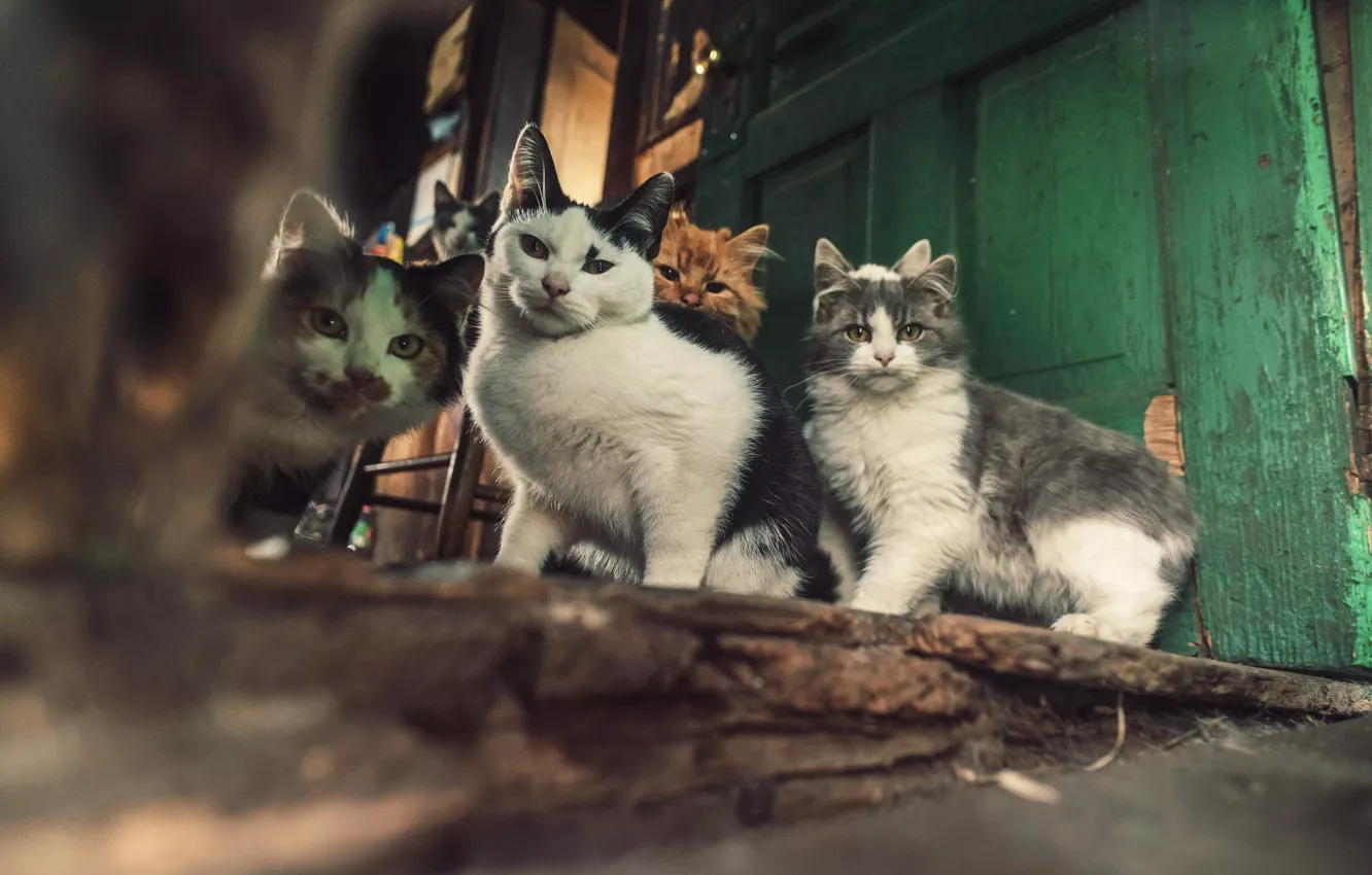 Photo wallpaper cat, look, the door, kitty, face, different, a lot, thresholds