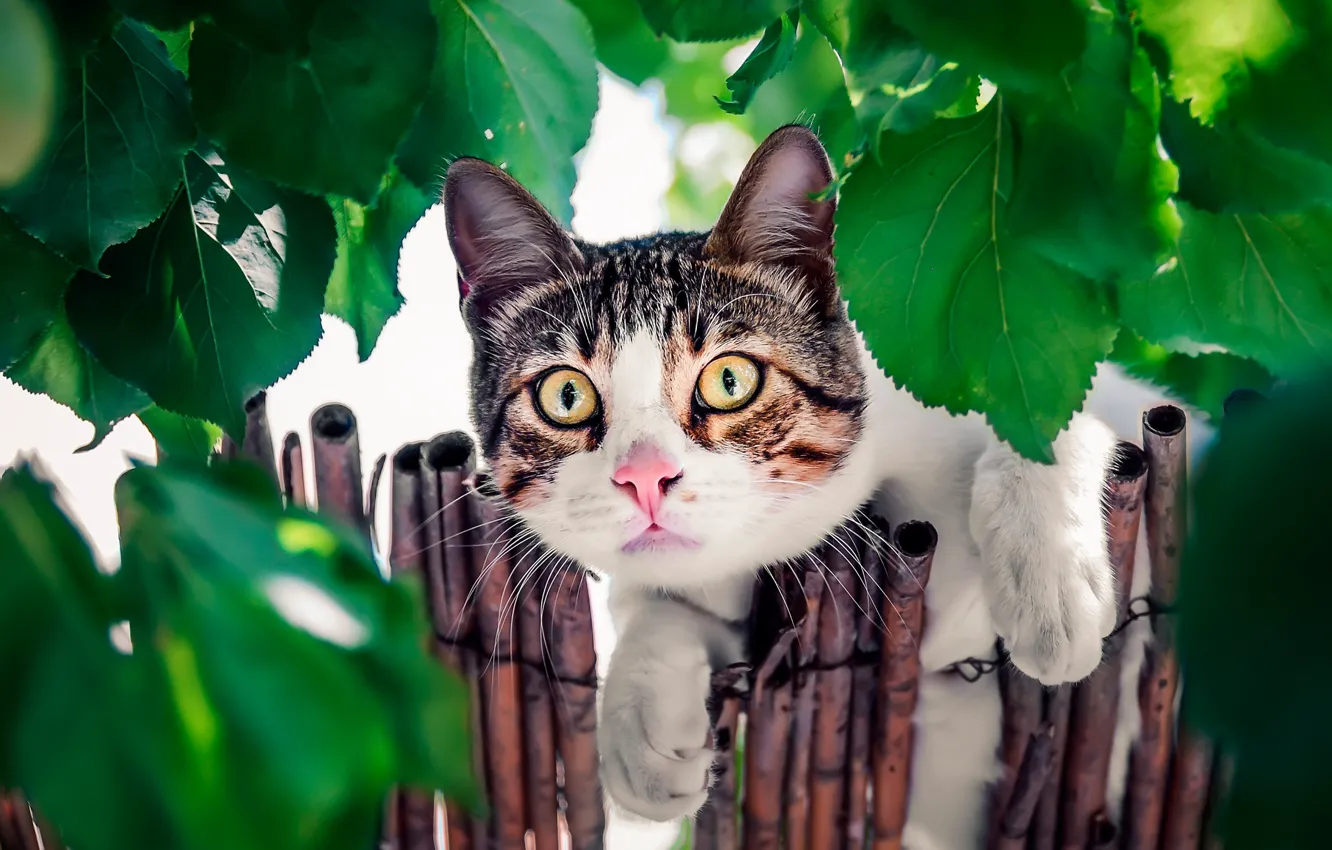 Photo wallpaper cat, cat, look, leaves, the fence, muzzle, cat