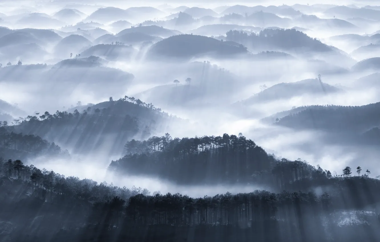 Photo wallpaper forest, light, fog, hills