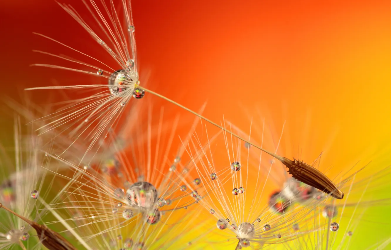 Photo wallpaper drops, macro, dandelion, fuzzes