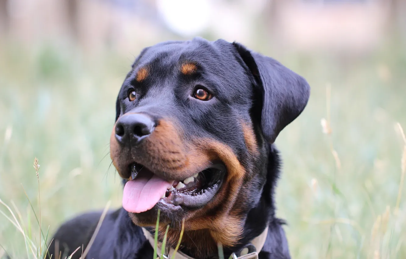 Photo wallpaper face, each, dog