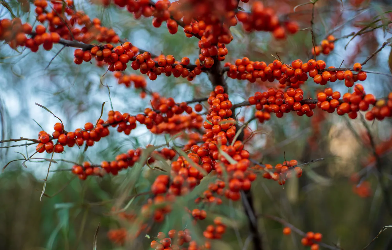 Photo wallpaper branches, berries, sea buckthorn