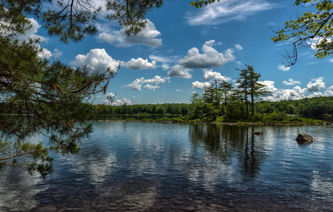 Photo wallpaper forest, clouds, trees, branches, lake, island