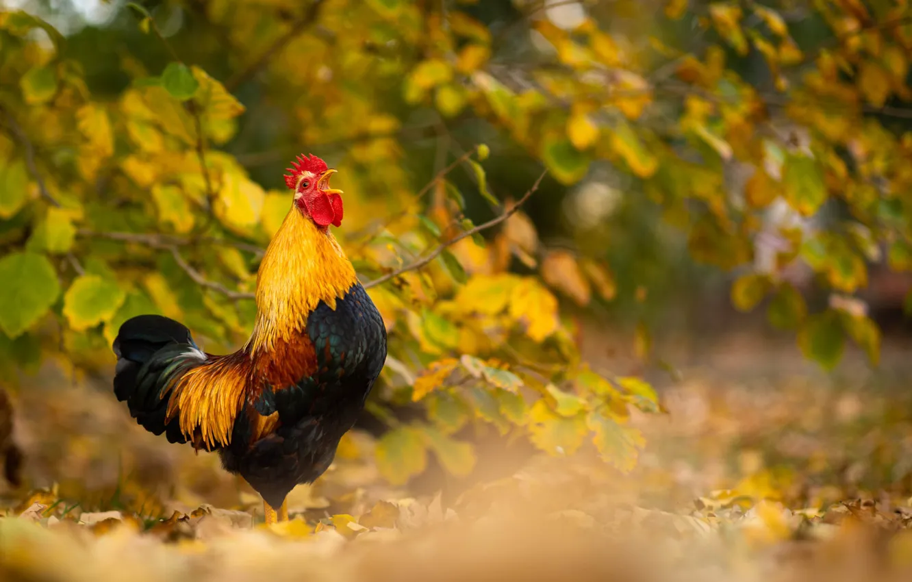 Photo wallpaper autumn, bird, foliage, the bushes, bokeh, cock