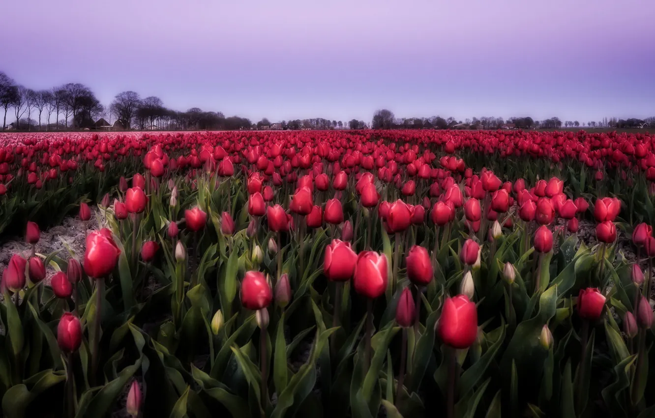Photo wallpaper field, flowers, tulips