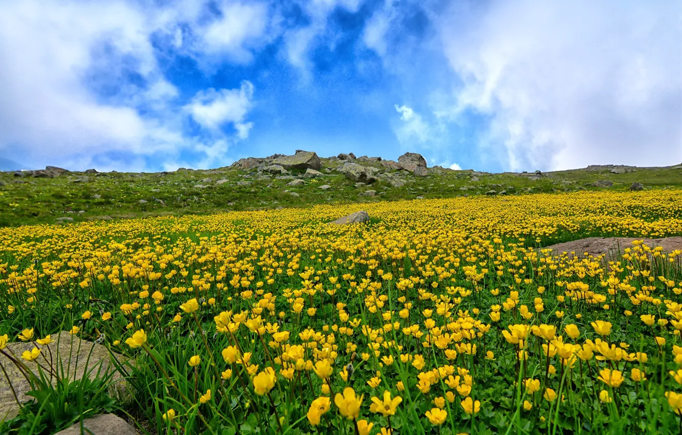 Photo wallpaper landscape, flowers, mountains, nature, meadow, weed
