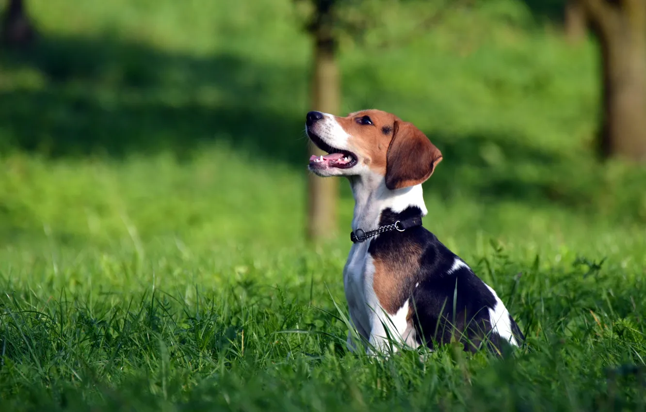 Photo wallpaper field, dog, Beagle