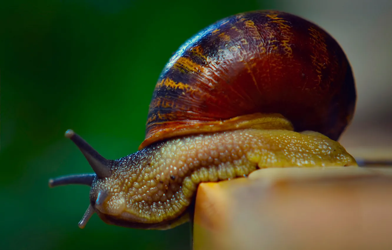 Photo wallpaper macro, snail, sink