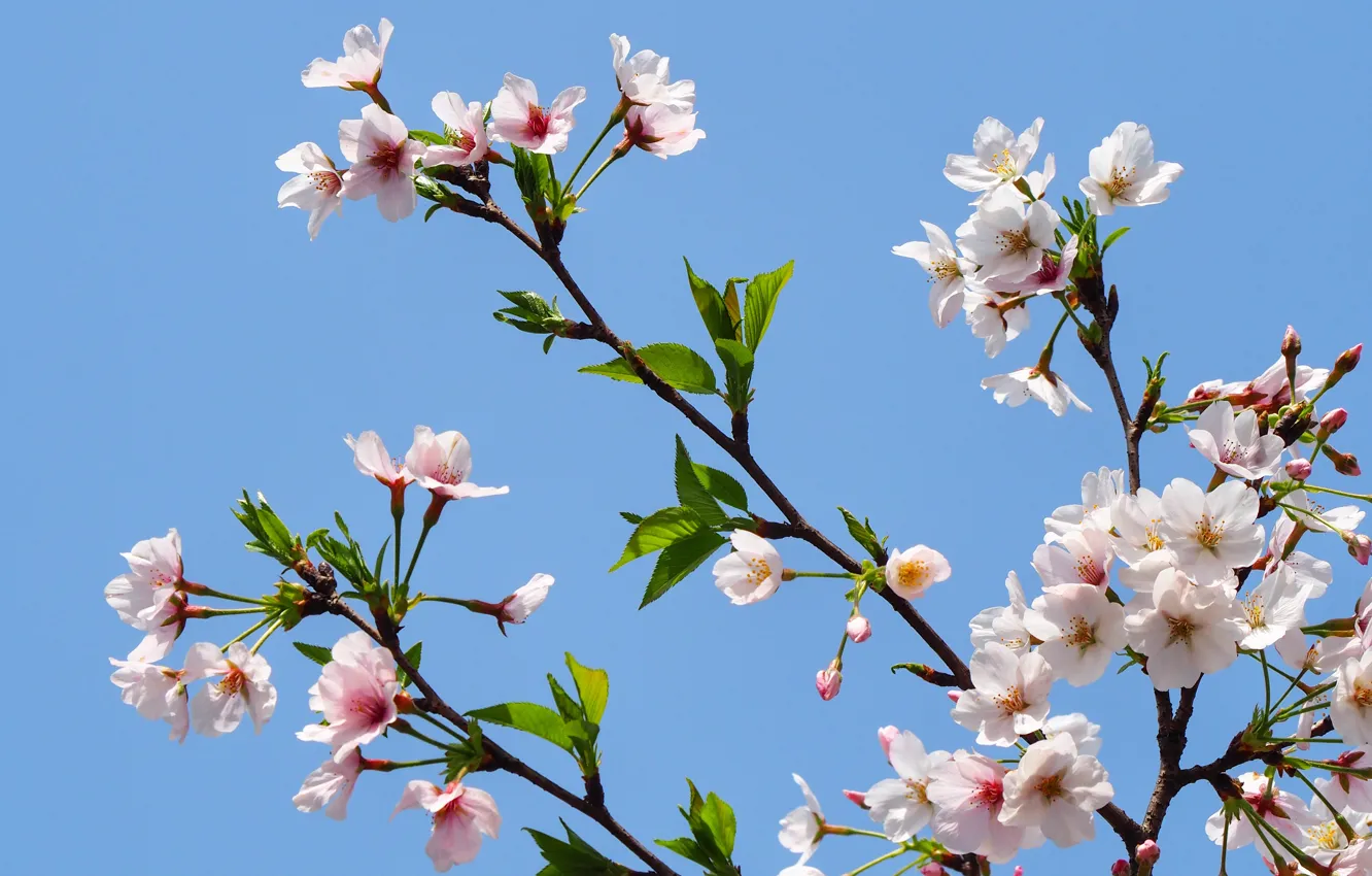 Photo wallpaper the sky, branches, apple, spring, flowering, sky, pink, blossom