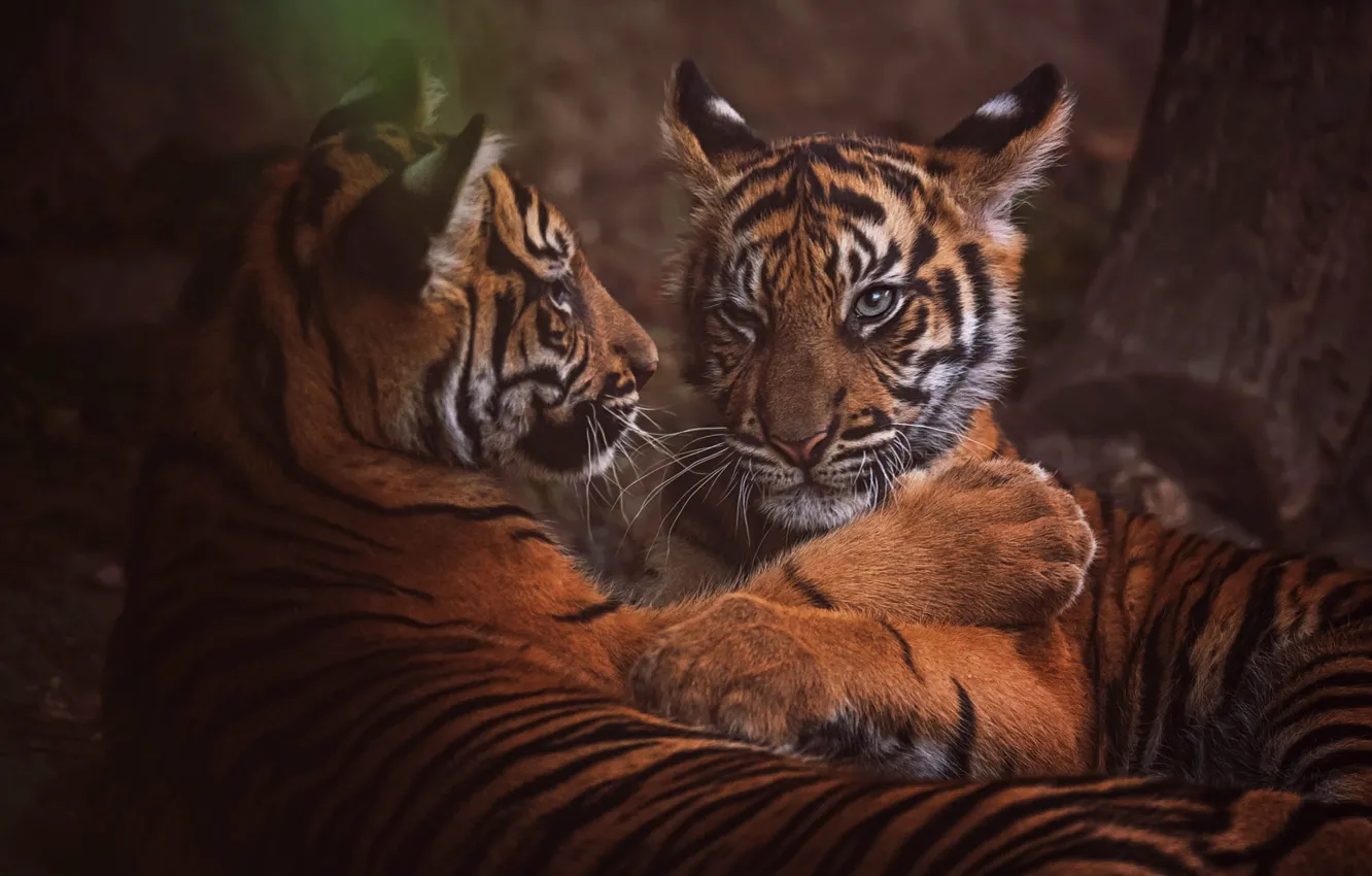 Photo wallpaper look, face, nature, tiger, pose, the dark background, tree, stay