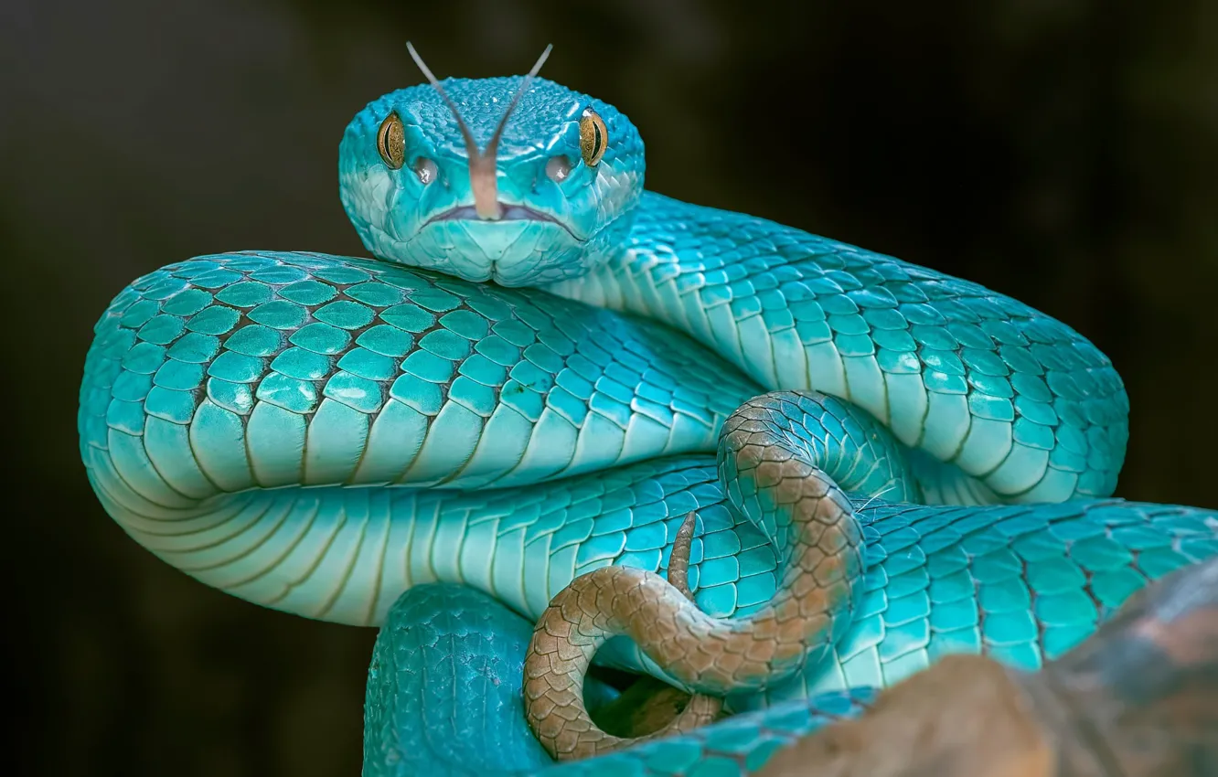 Photo wallpaper language, eyes, snake, Viper
