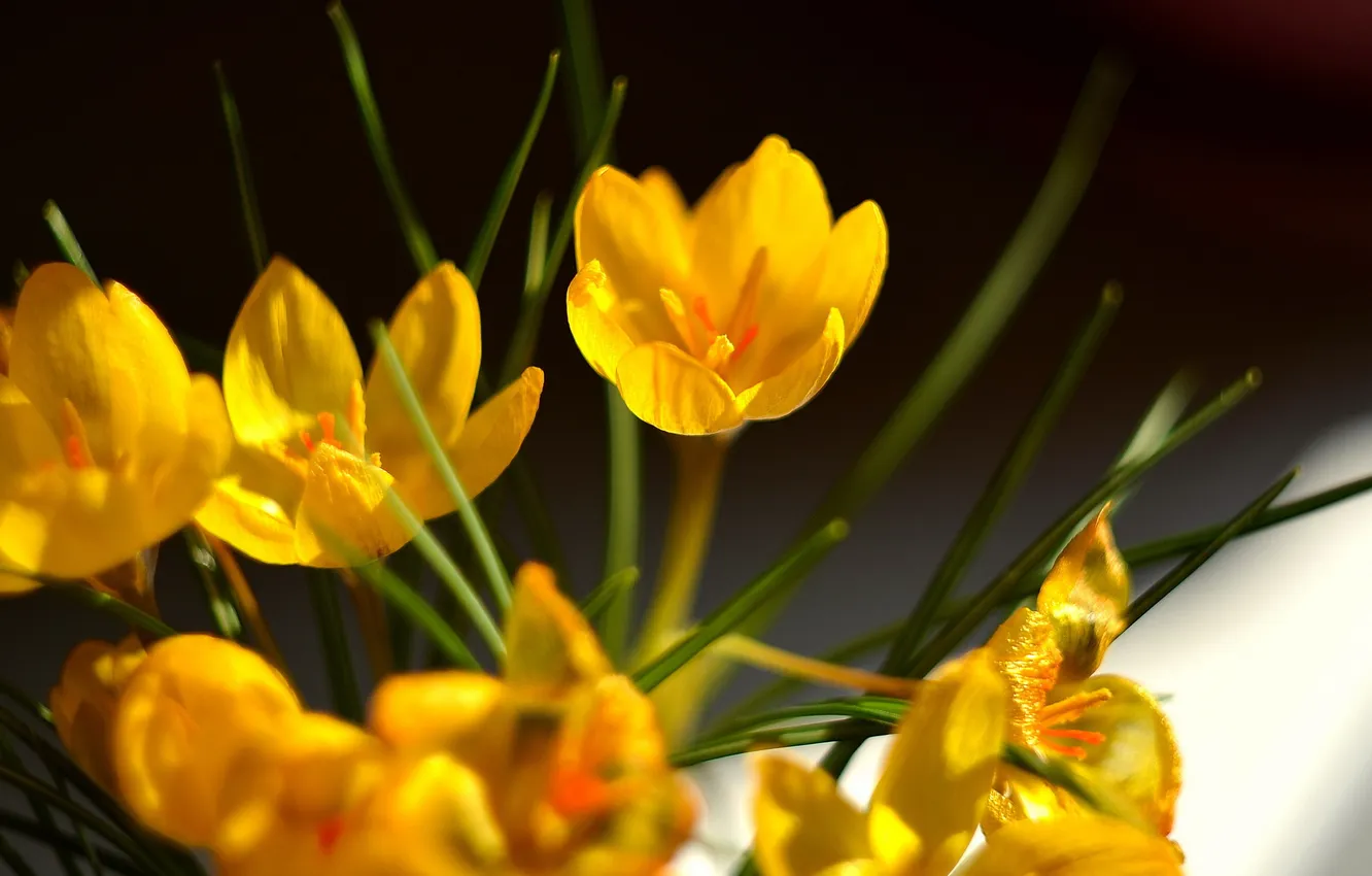 Photo wallpaper macro, flowers, nature