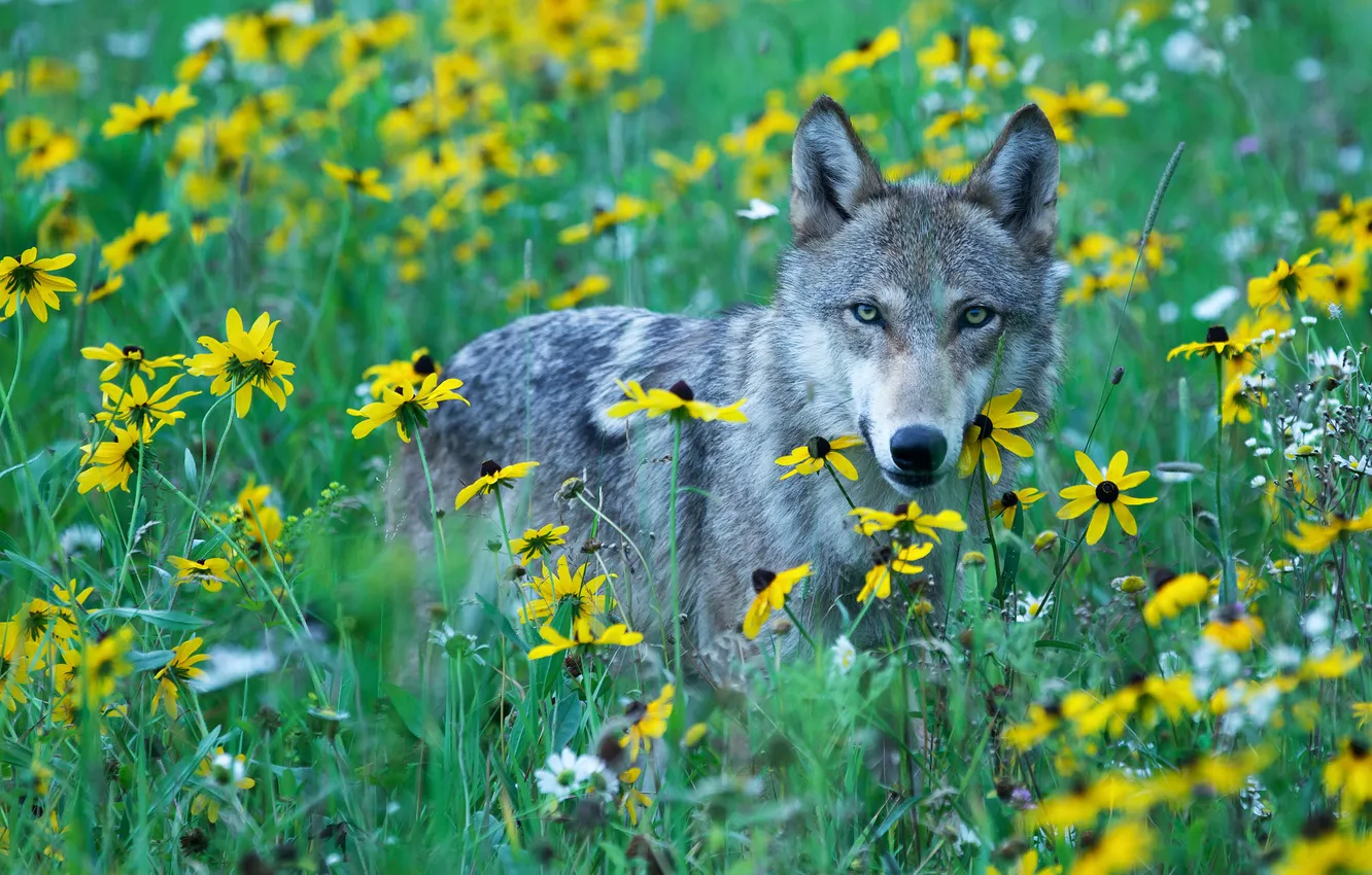 Photo wallpaper look, predator, grey wolf, yellow flowers, wild meadow