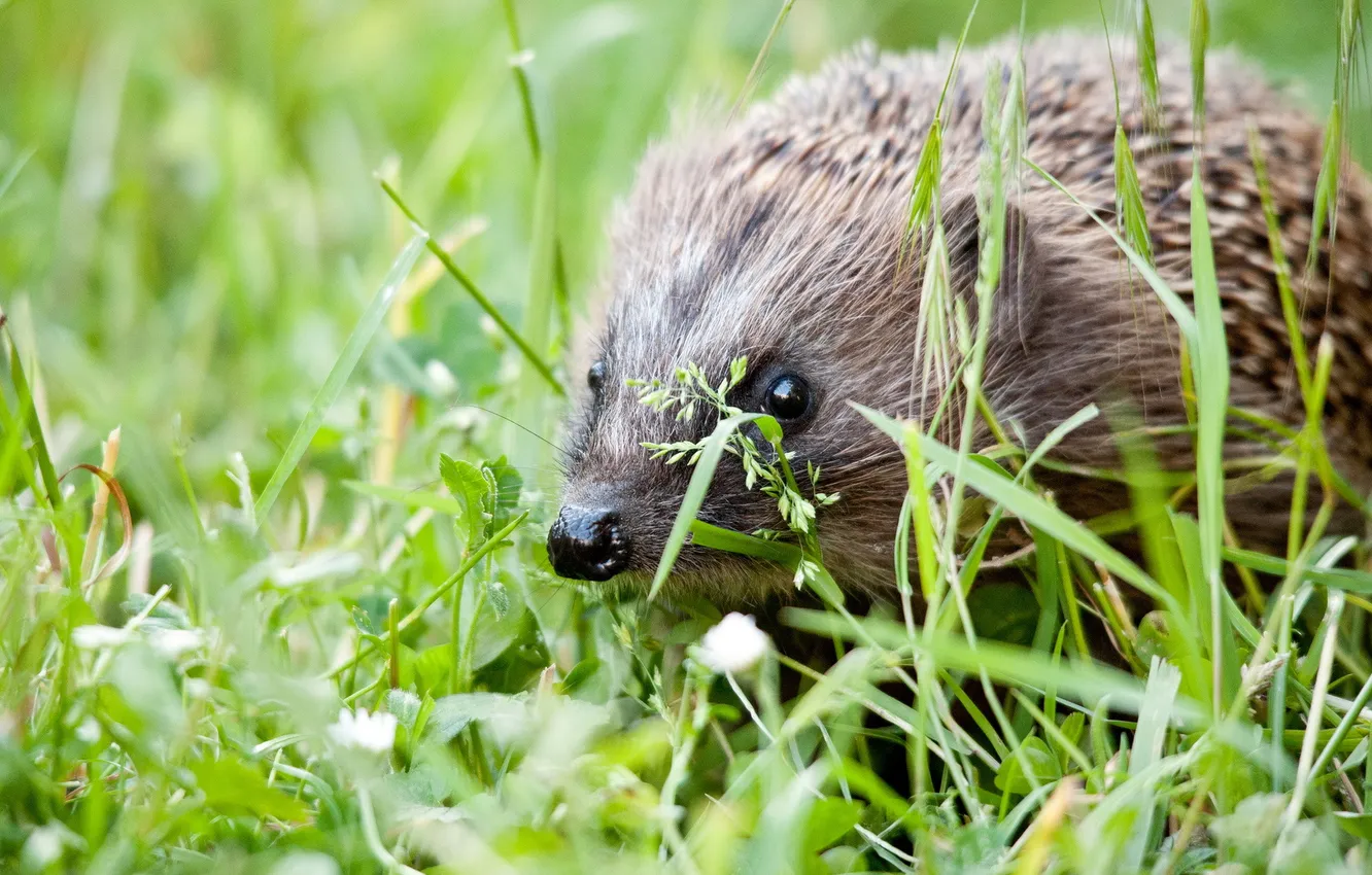 Photo wallpaper grass, nature