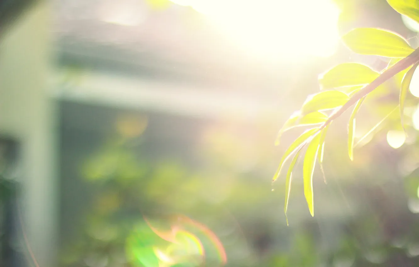 Photo wallpaper summer, leaves, light, green