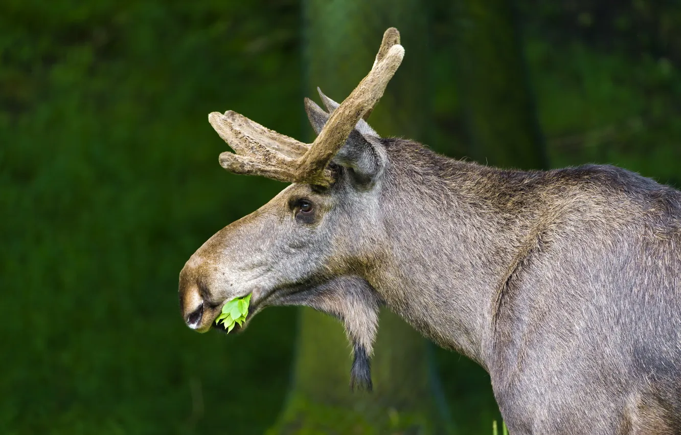 Photo wallpaper nature, background, moose