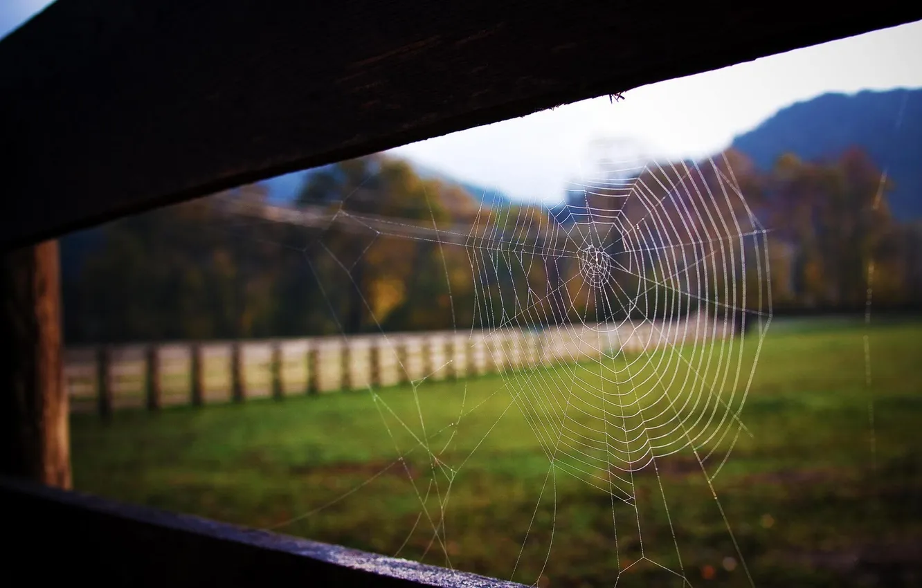 Photo wallpaper macro, photo, background, web, Wallpaper for desktop