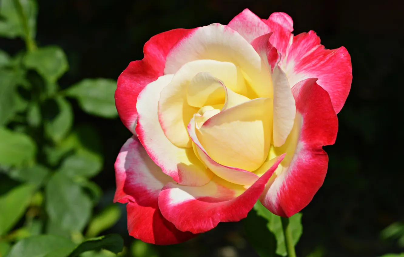 Photo wallpaper macro, roses, petals, buds