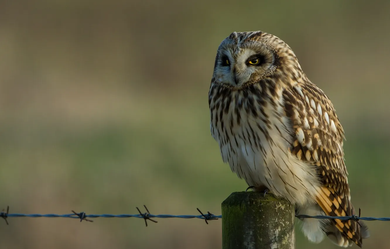 Photo wallpaper owl, bird, wire