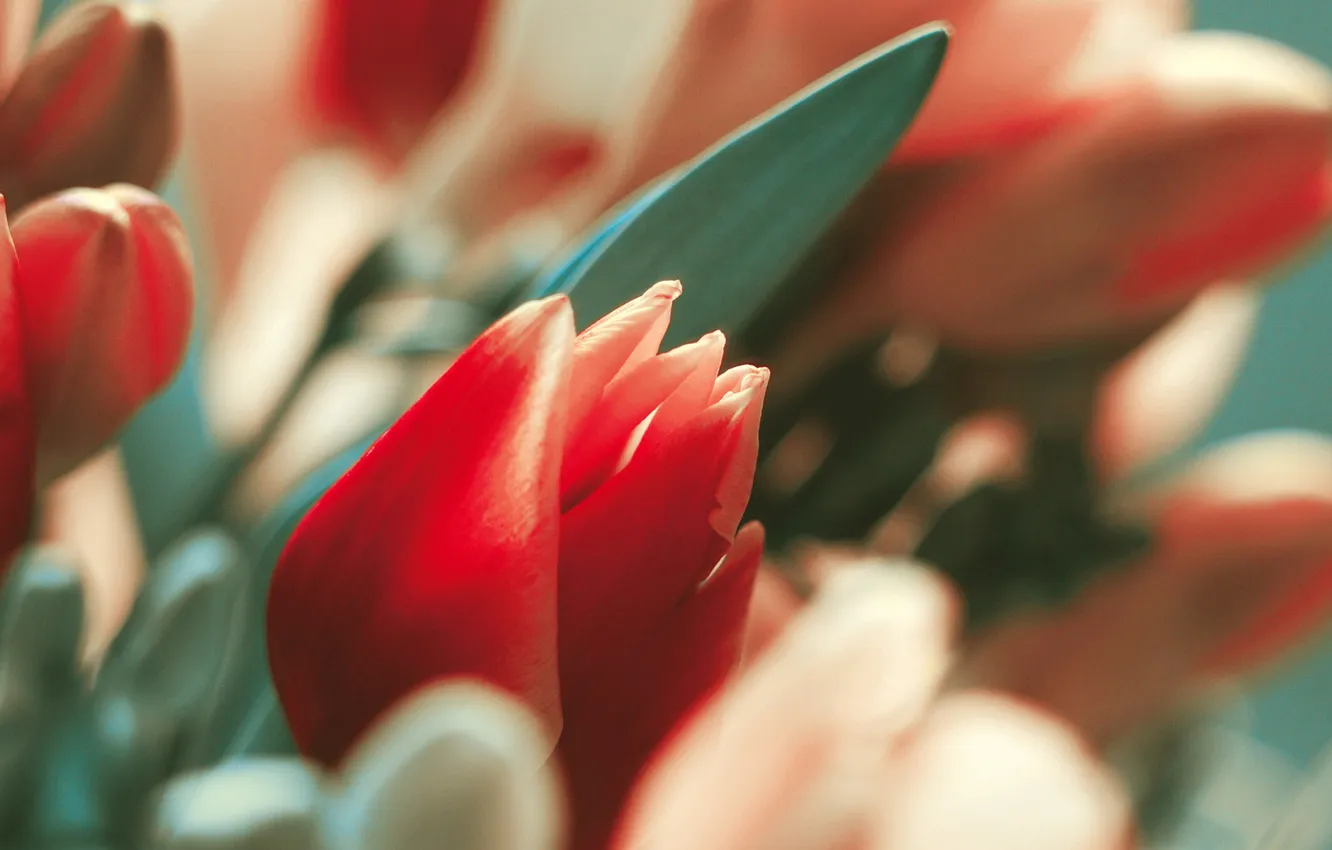 Photo wallpaper macro, plant, tulips