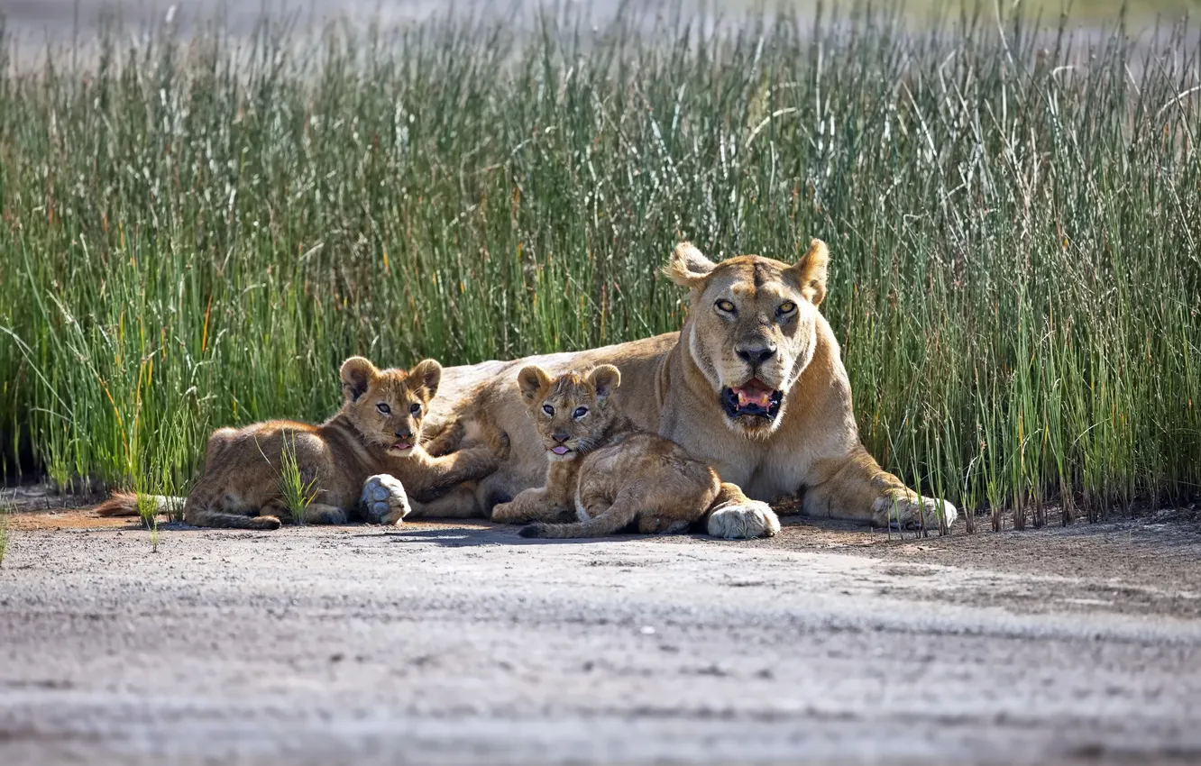 Photo wallpaper look, lioness, Cub, felines