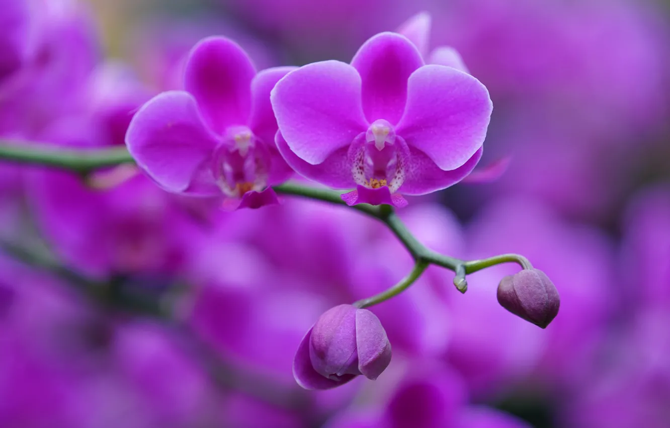 Photo wallpaper sprig, background, buds, Orchid, Phalaenopsis