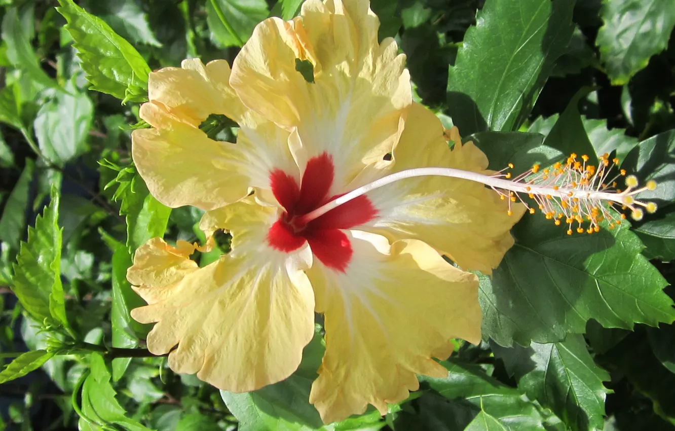 Photo wallpaper flower, plant, blooming, hibiscus