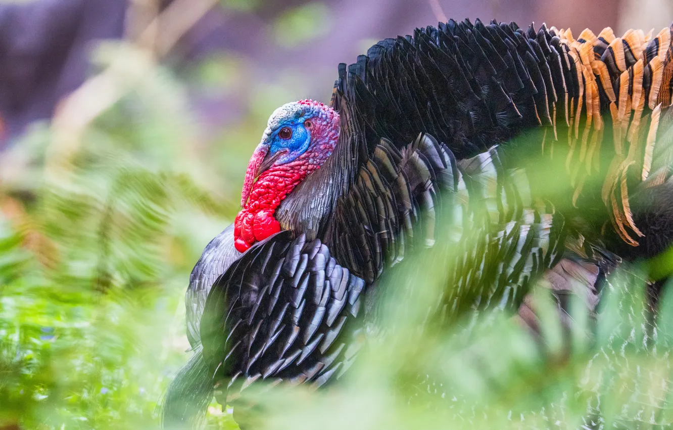 Photo wallpaper bird, bokeh, bright plumage, turkeys