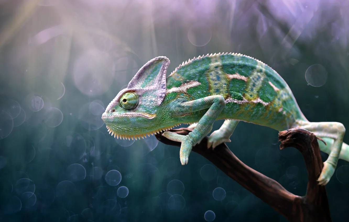 Photo wallpaper chameleon, chameleon, Edy Pamungkas