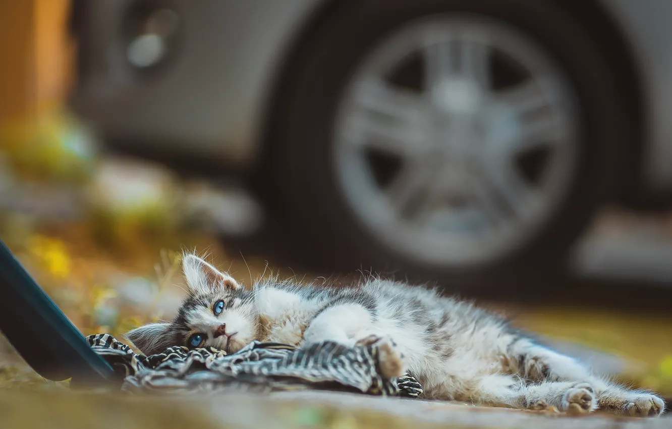 Photo wallpaper kitty, stay, yard