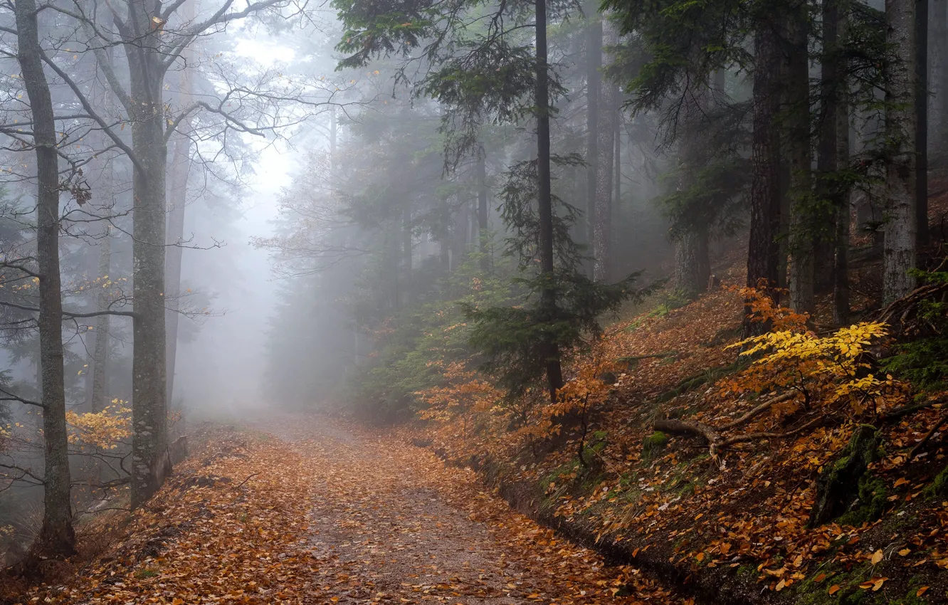 Photo wallpaper autumn, forest, trees, nature, fog, path
