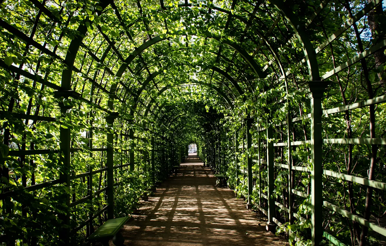 Photo wallpaper greens, summer, landscape, nature, Park, garden, corridor, Saint Petersburg