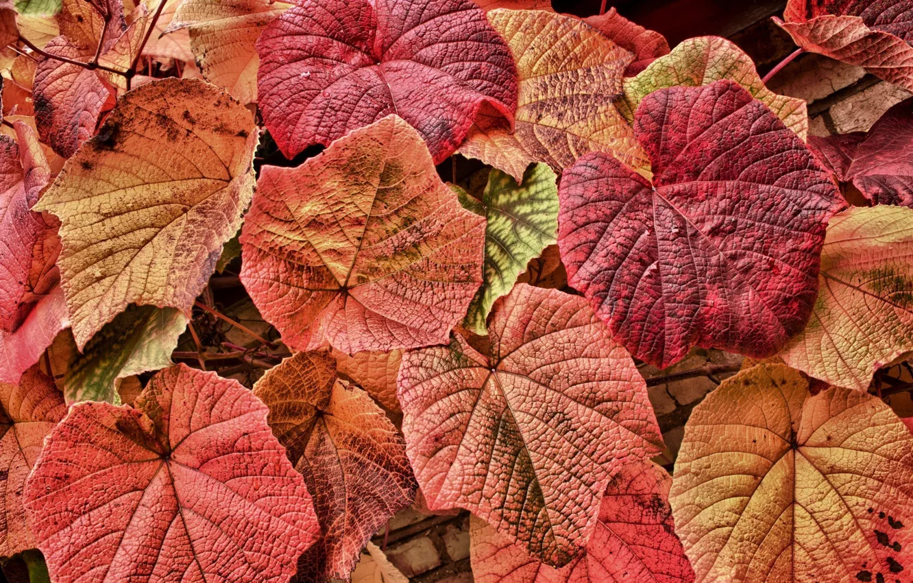 Photo wallpaper leaves, red, foliage, grapes