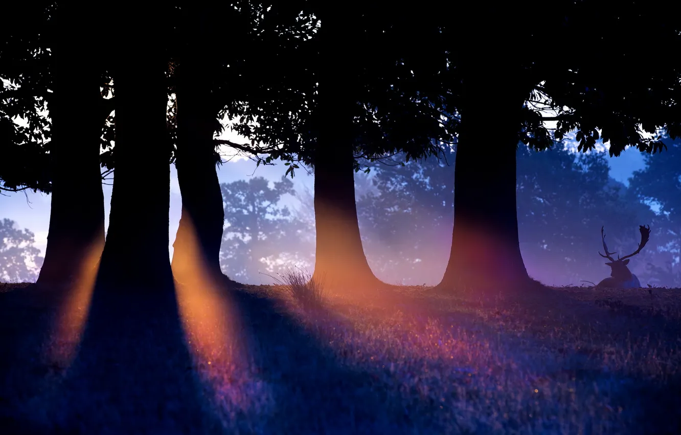 Photo wallpaper rays, trees, nature, deer, nature
