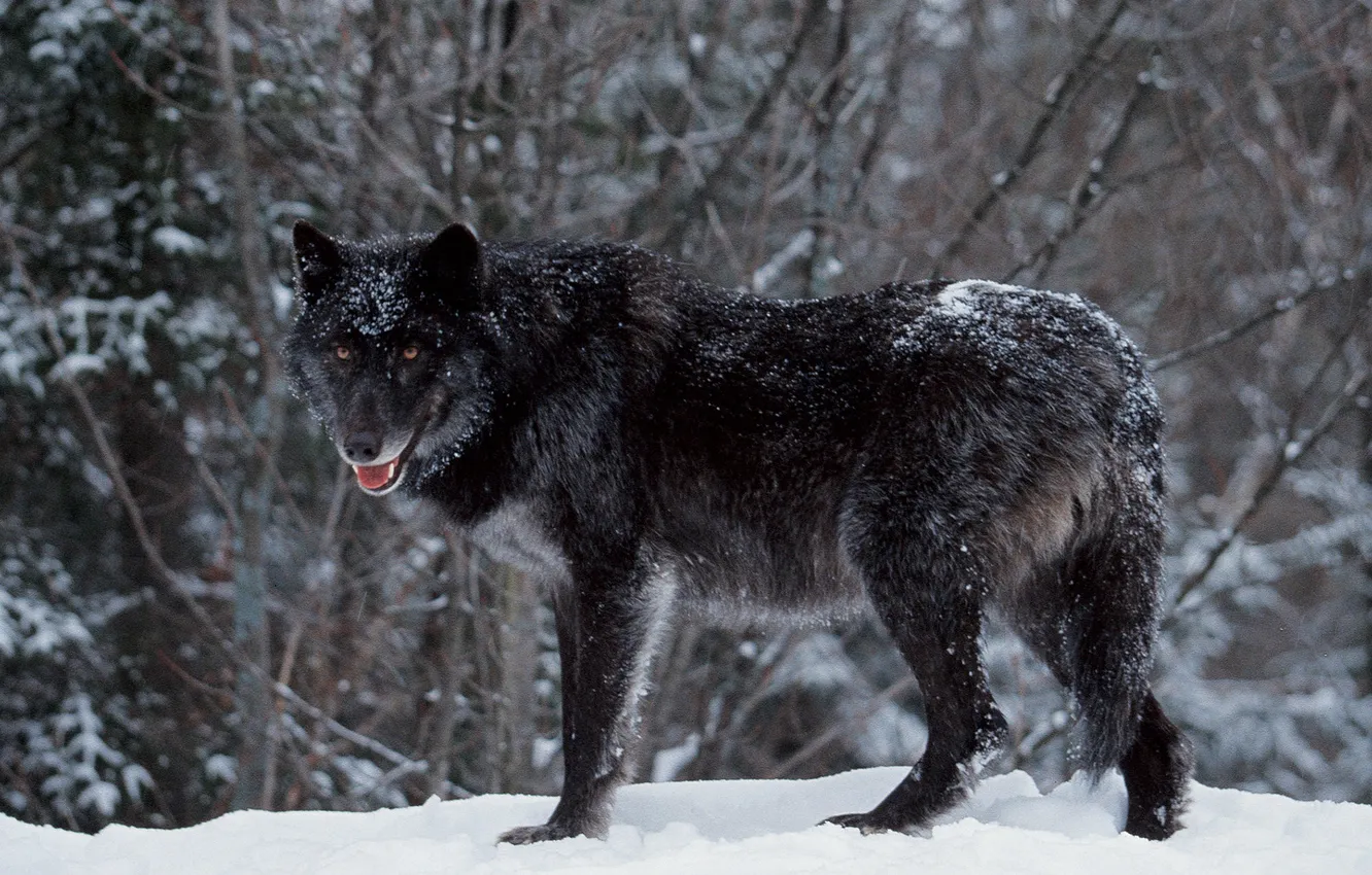 Photo wallpaper nature, Gray Wolf, face, animal, wolf, canis lupus, wildlife, head