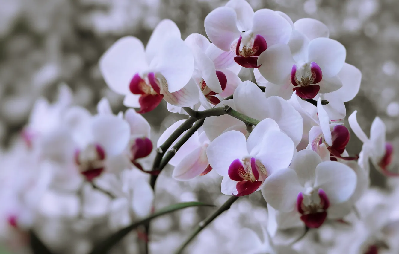 Photo wallpaper flowers, background, stems, white, orchids, a lot, bokeh