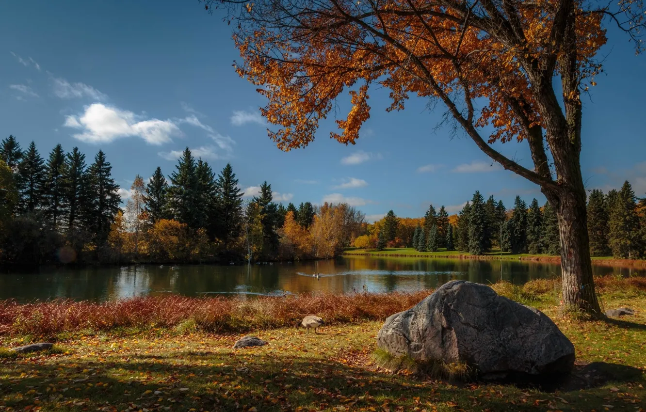 Photo wallpaper autumn, lake, Park, geese