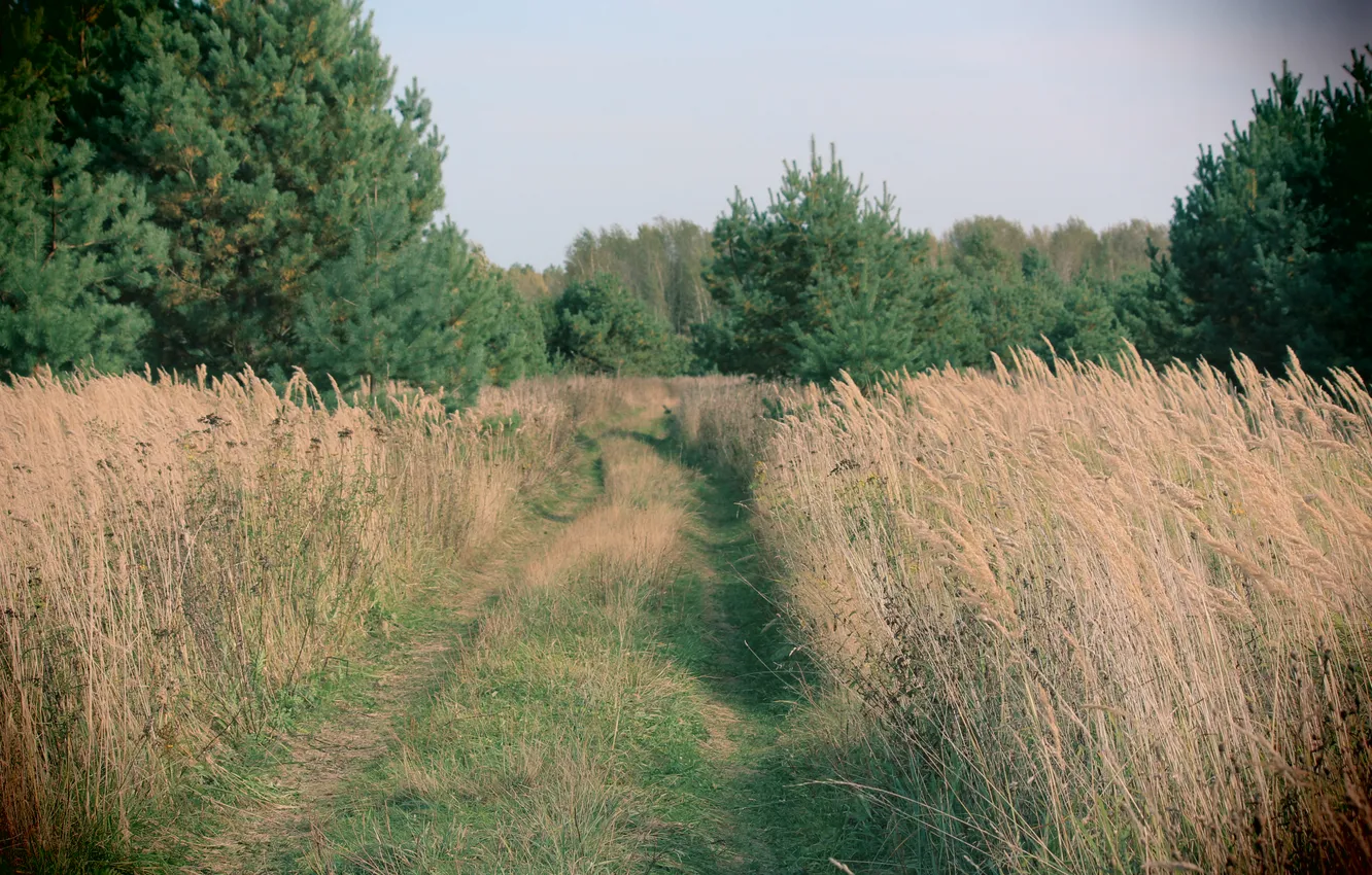 Photo wallpaper forest, clearing, meadow grass