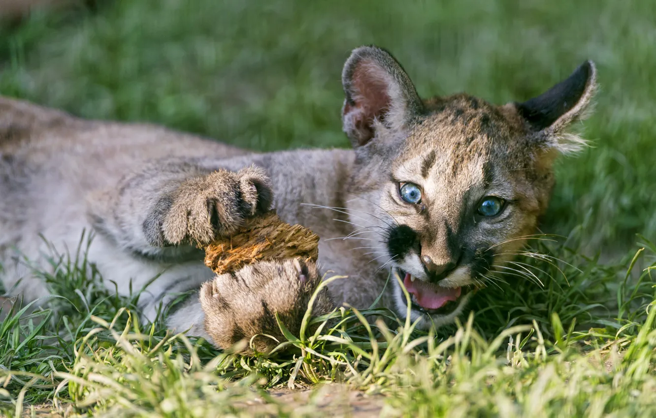 Photo wallpaper cat, grass, cub, kitty, Puma, mountain lion, Cougar, ©Tambako The Jaguar
