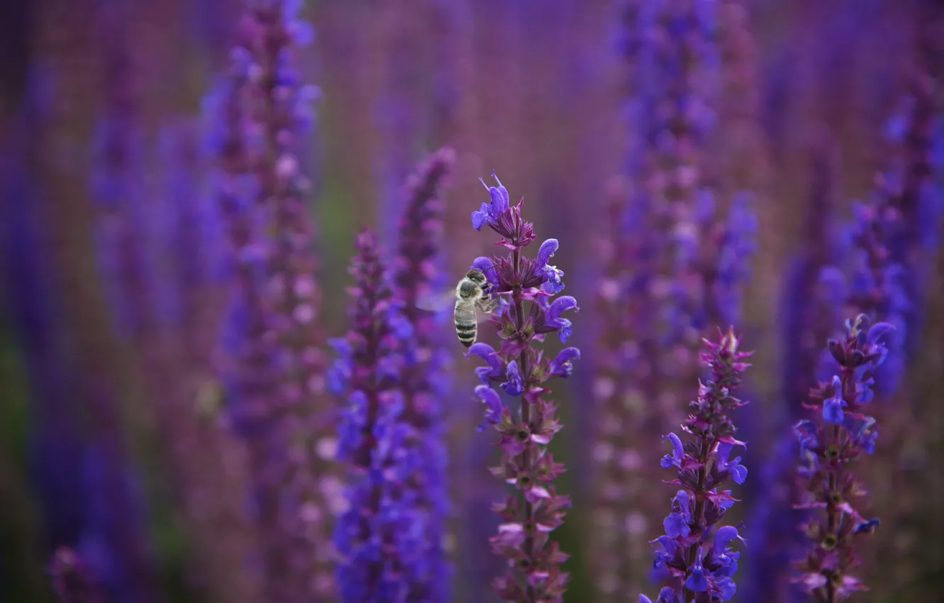 Photo wallpaper macro, flowers, bee, blur, purple, lilac, Sage
