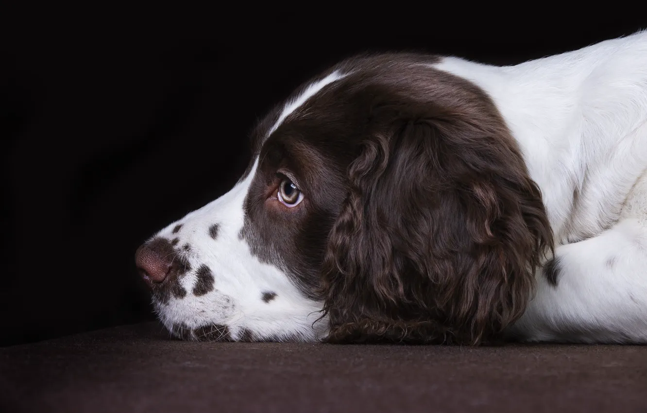 Photo wallpaper look, pose, background, portrait, dog, puppy, lies, profile